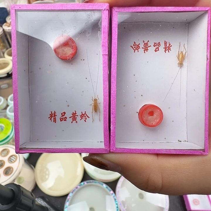 蟋蟀精品小黄蛉2只…………
