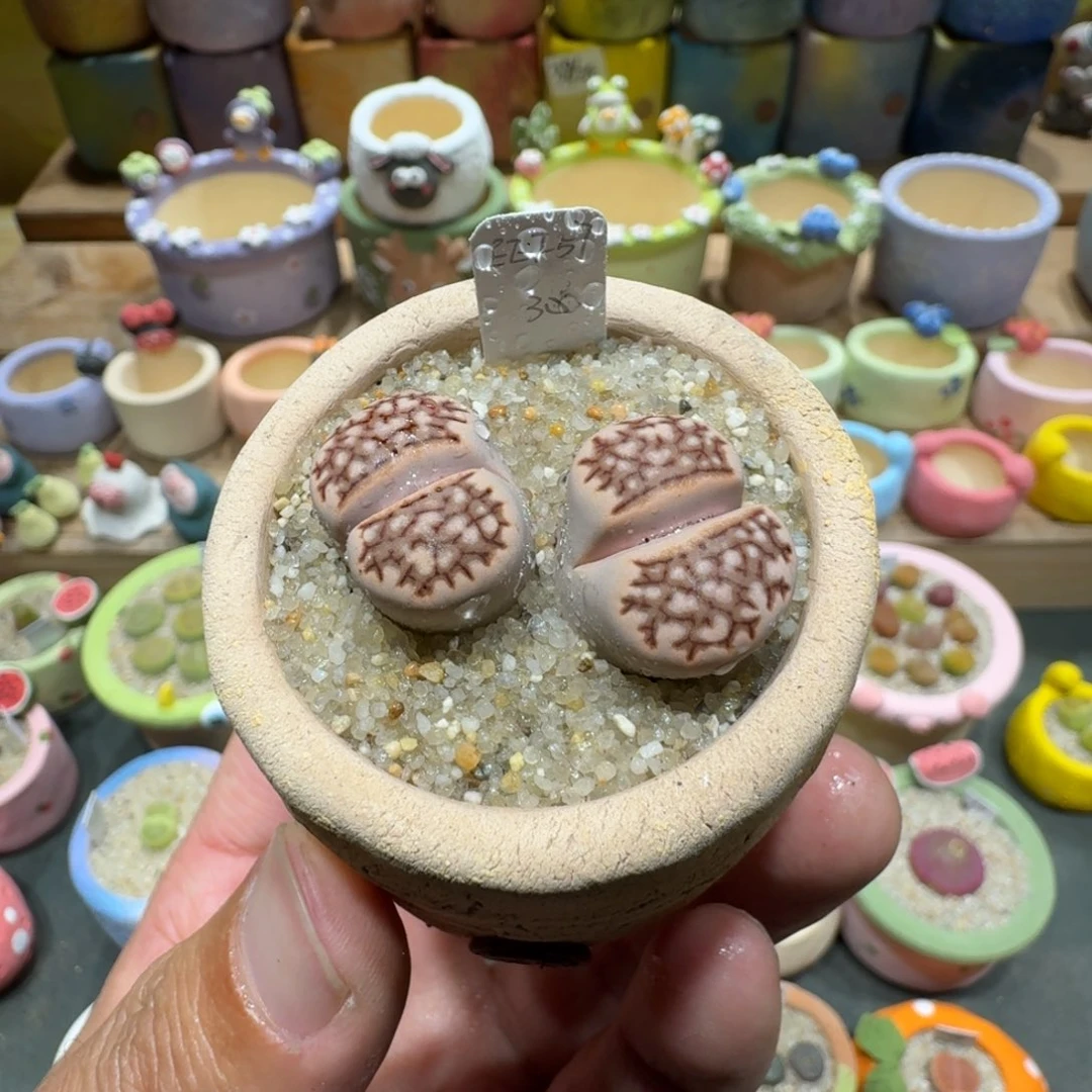 蘑菇1453红网纹寿丽多肉植物
