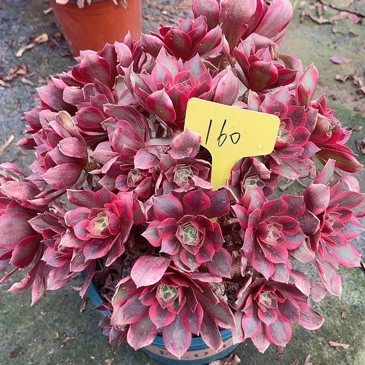 160一颗妖月法师多肉