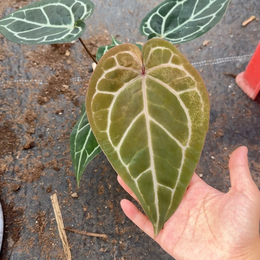 完全开放紫水晶杂