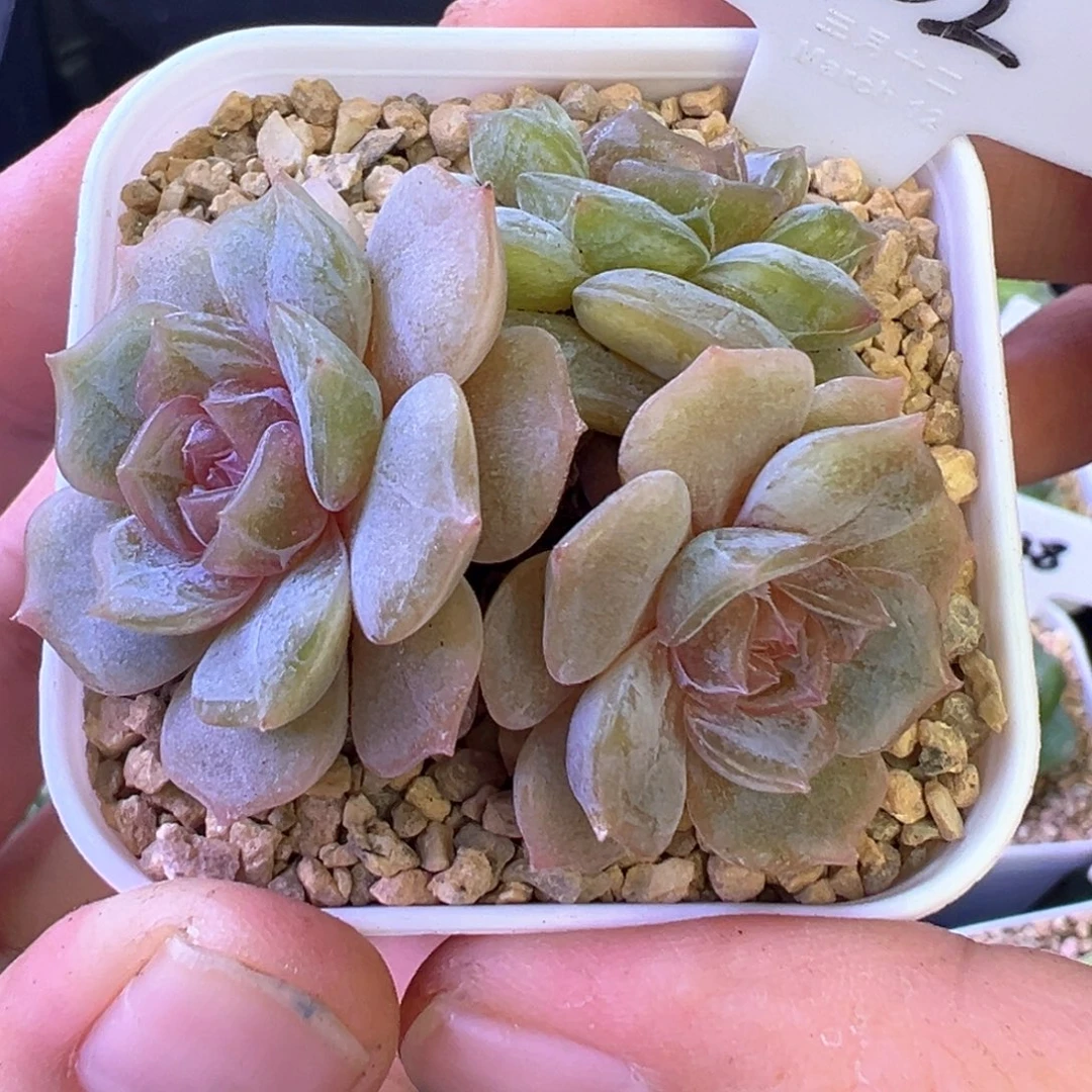 302号彩色恋人晗雨多肉植物