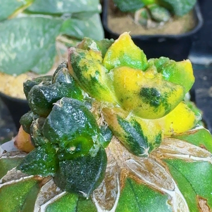 无花朵苗接牡丹锦690