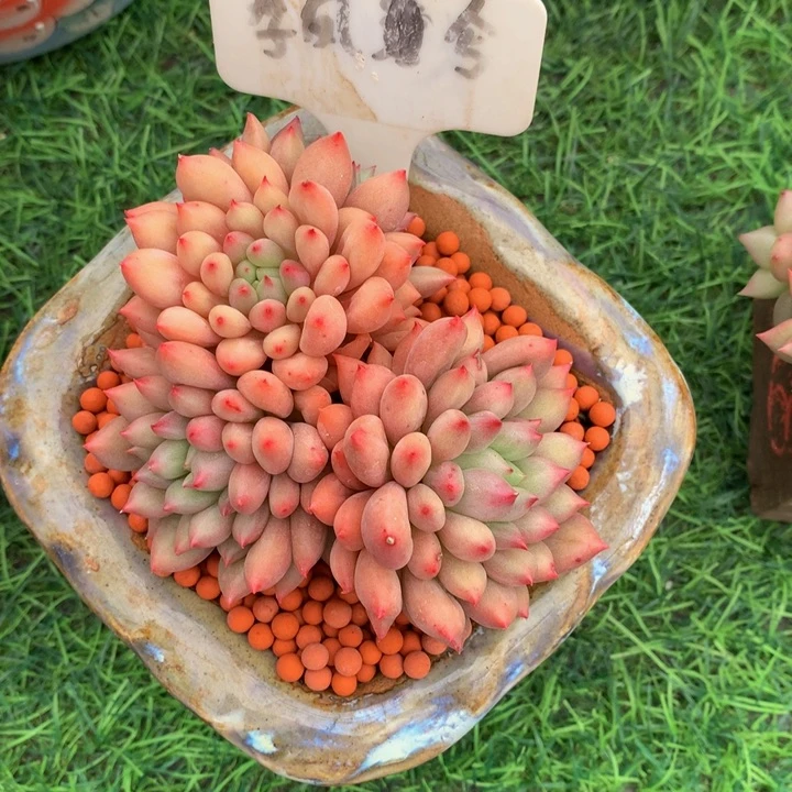 简***单多肉植物yanxi727272727373