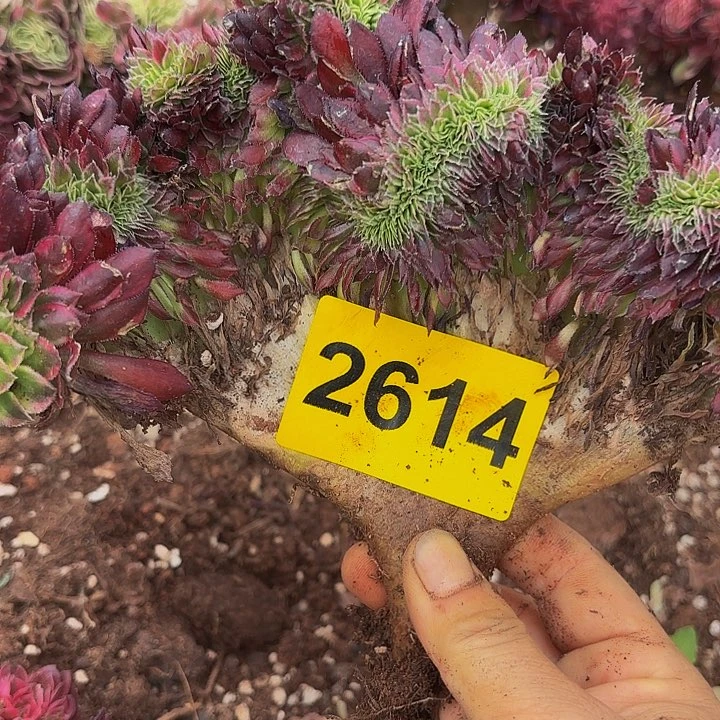 多肉植物福啊2614