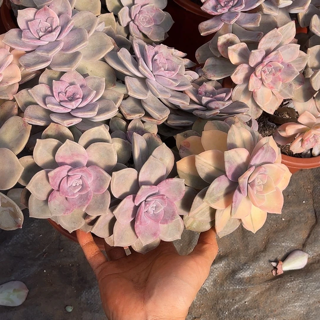 紫乐景2头景19.99多肉植物