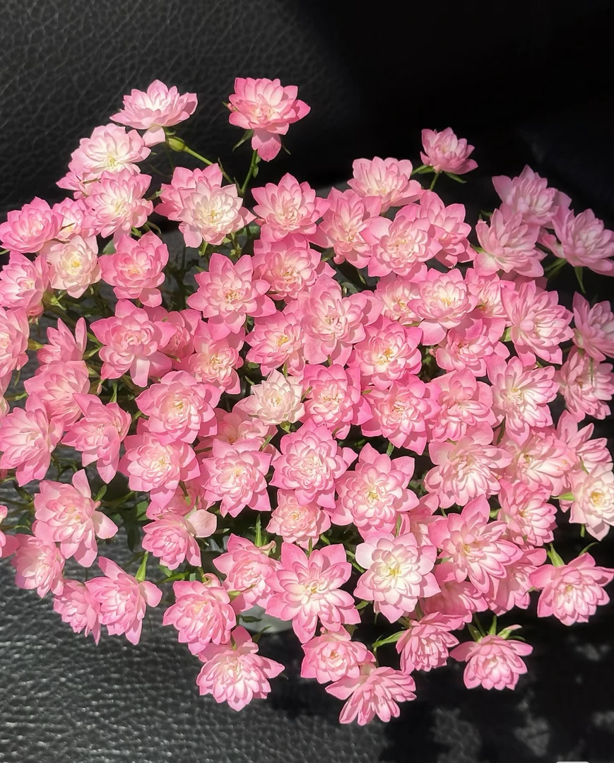 氧花季  天荷繁星多头玫瑰9支+1支防损 一单包邮 两单升级快递