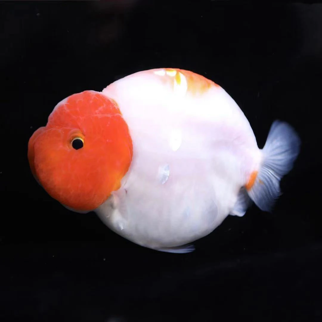 观赏鱼冷水鱼金鱼兰寿玛丽将军狮耐活好养