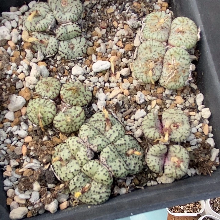 桃喜花园0307-25安贞福利