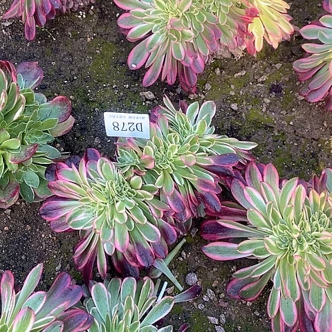 278美杜莎缀化多肉