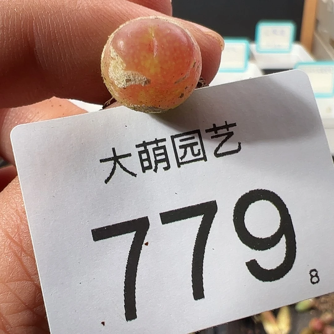 ?***0000779 一物一拍……