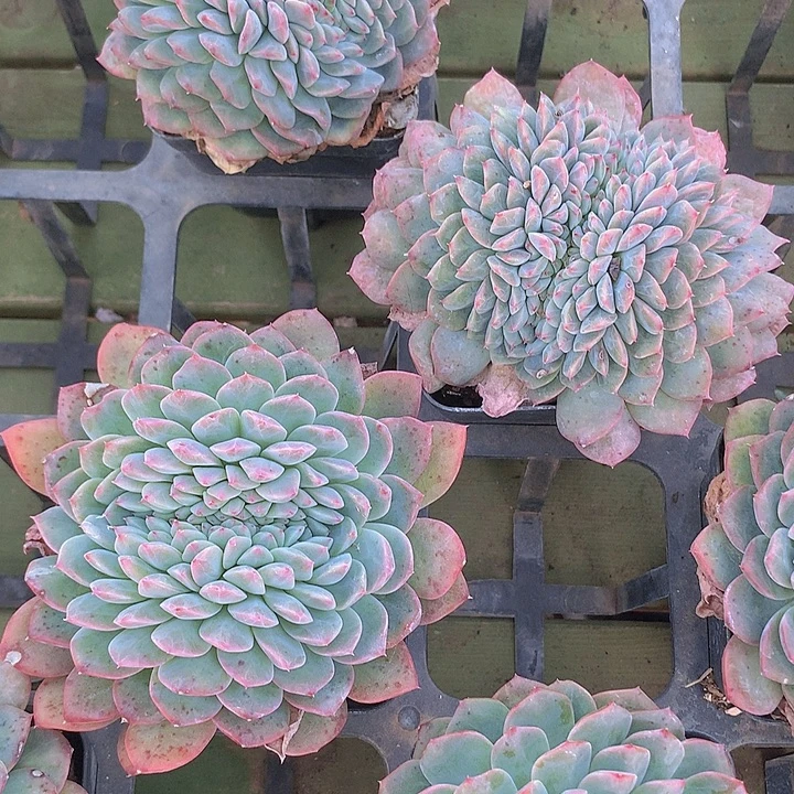 a104梦露杂缀化脱土