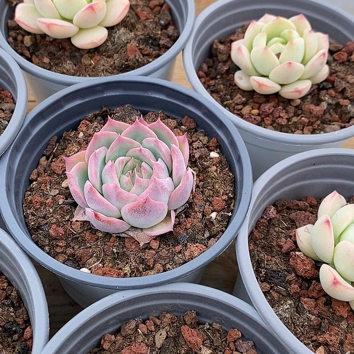 侧影福利多多去拍吧