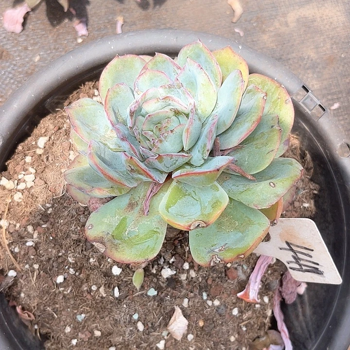 晨语多肉，一物一拍晨露441