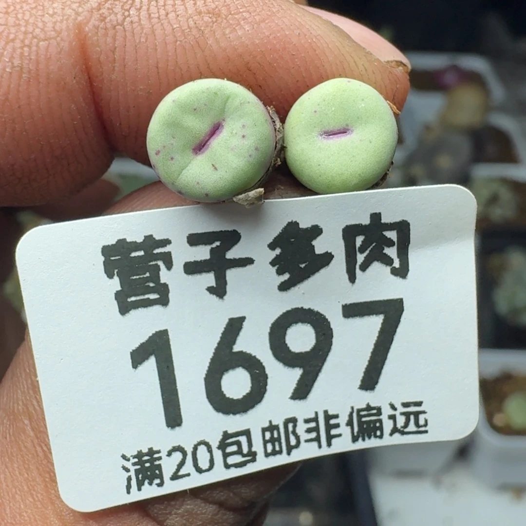 1380b两颗。