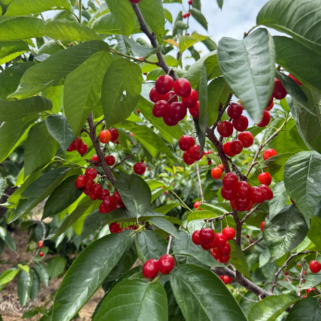 【陈嬢嬢】空运 四川攀枝花米易黄草小樱桃2斤 XL26mm以下红灯四川省