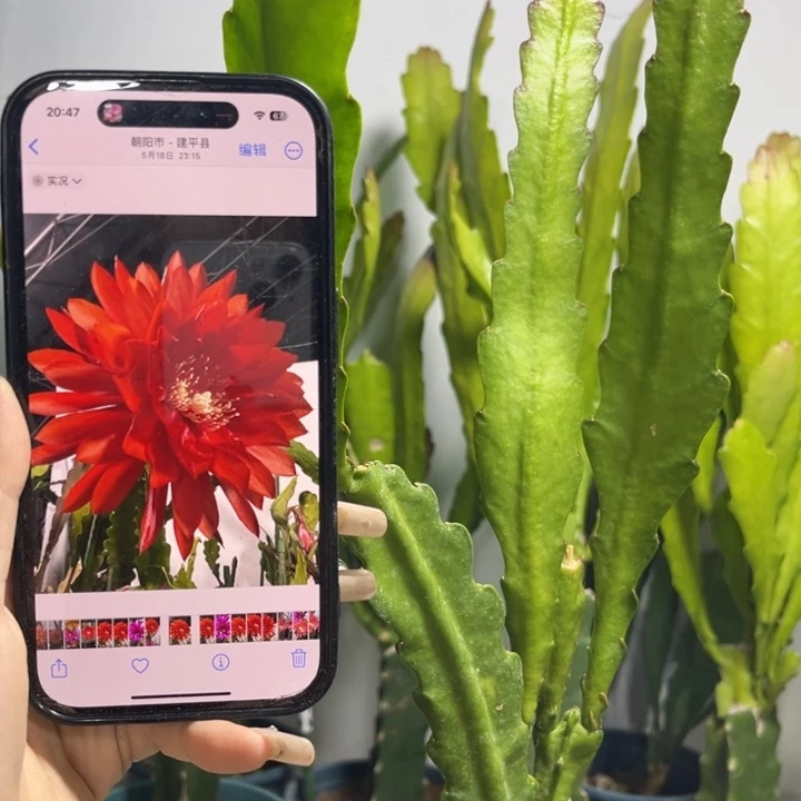 当前无花栽培后可以开花441