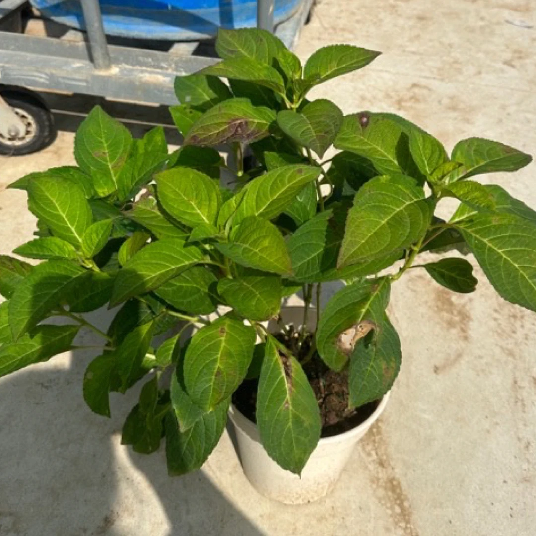 大花绣球超新品混苗盲盒1加仑可调蓝