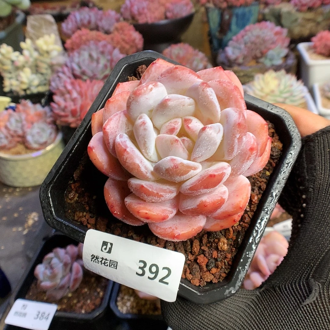 392雪天使多肉植物5666