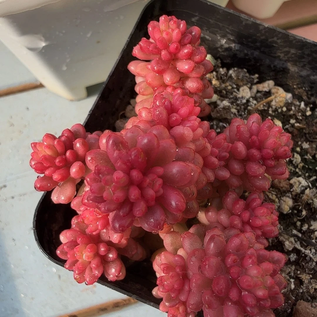 浆果锦，多肉植物。