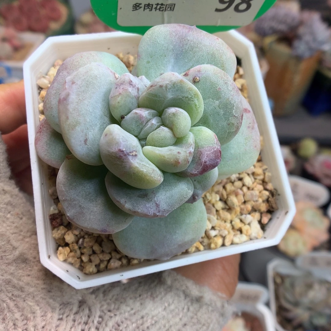 98冰玉石化多肉植物