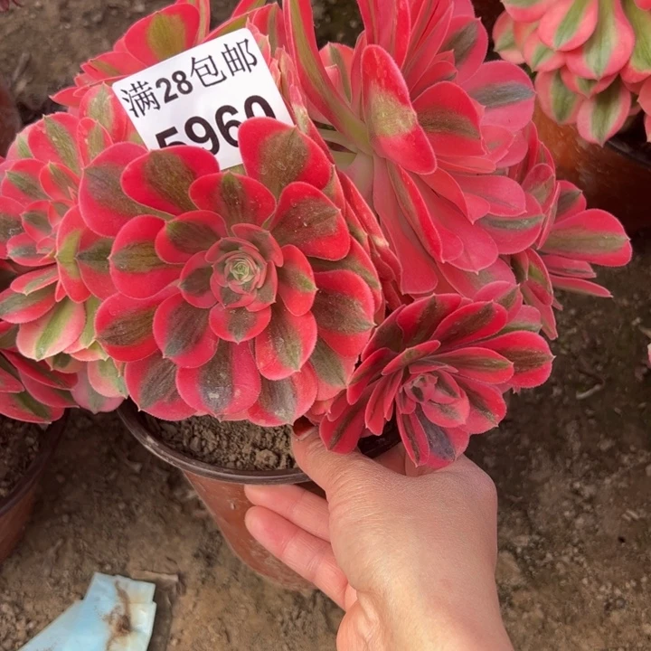 5960女巫多肉植物