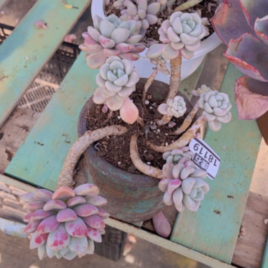 【闪购商品】花斑鹿18119