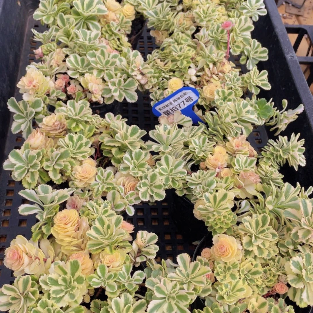 量拍77号 亚特兰蒂斯锦一盆