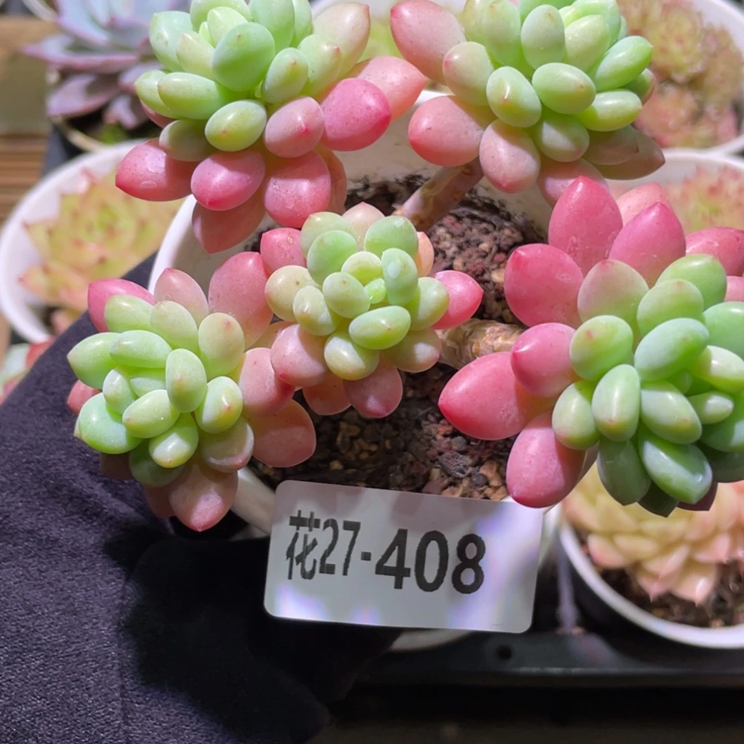 花利美27-408洛可可