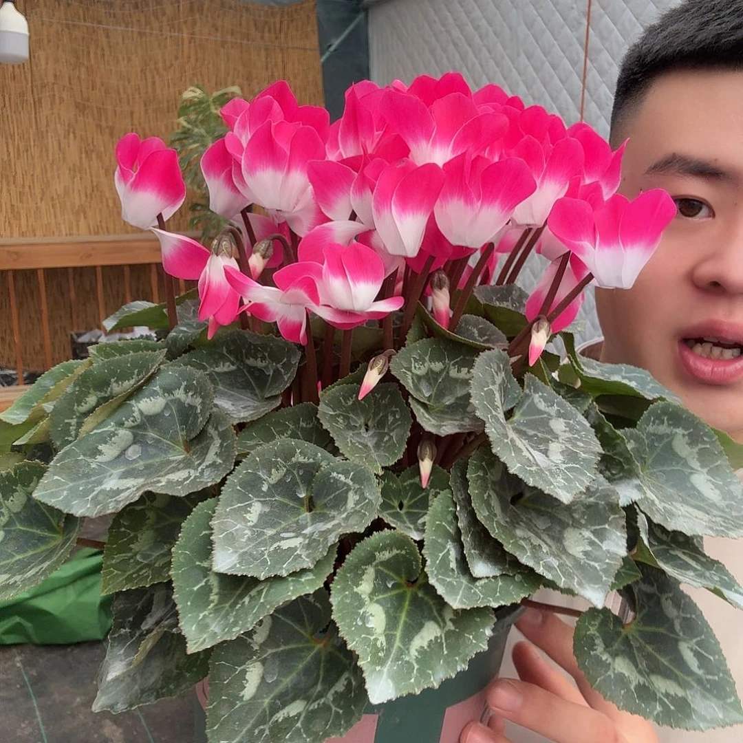 无花朵粉色音迪卡哈哈哈哈
