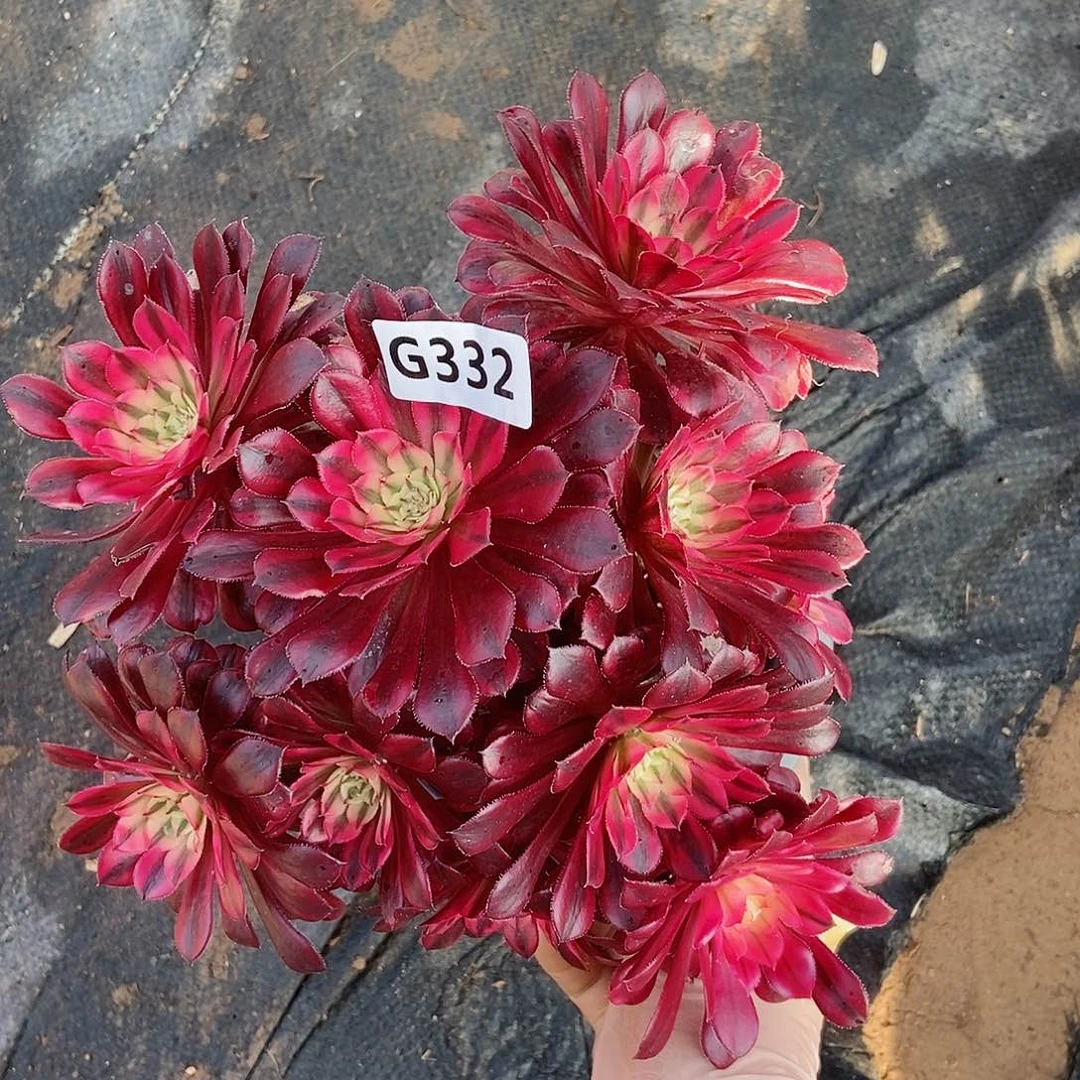 红陶332黑铜白丛林3多肉