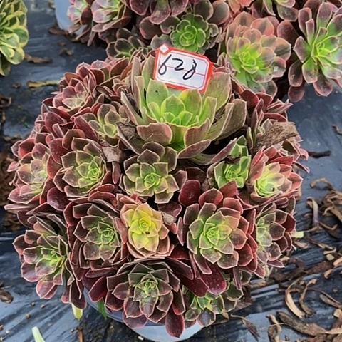 金丝雀老桩捧花法师628号