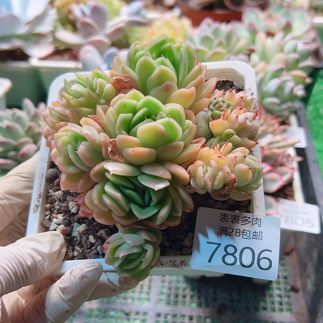 无花朵多肉一物一拍7806