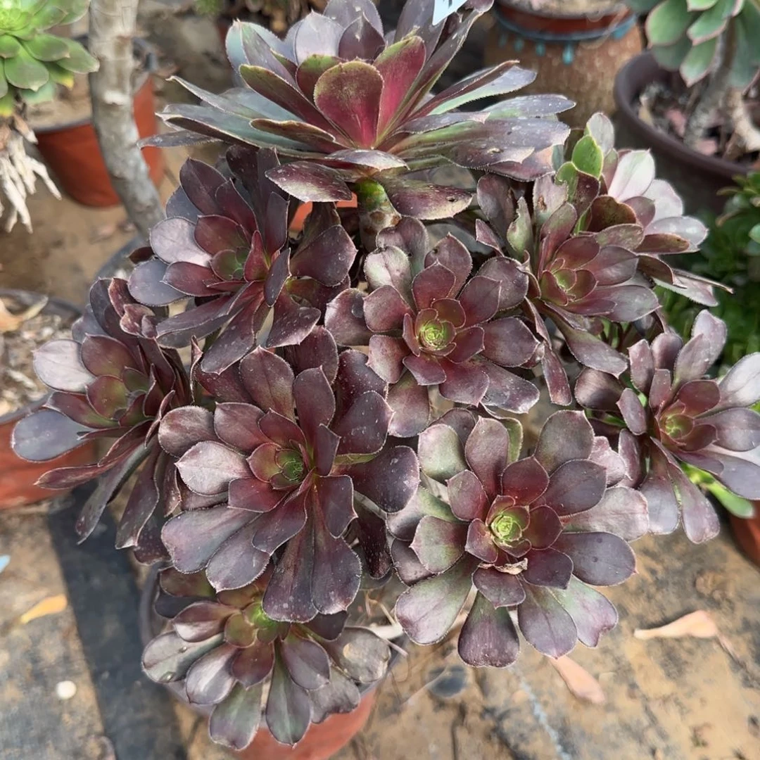 炫彩圆叶多肉瑕疵1064满28包邮断枝不包