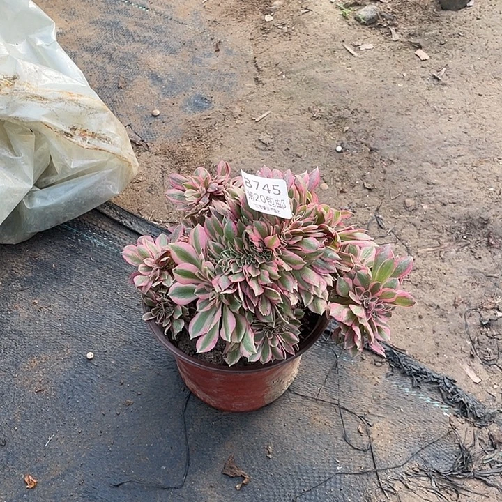 745粉女巫缀化多肉法师