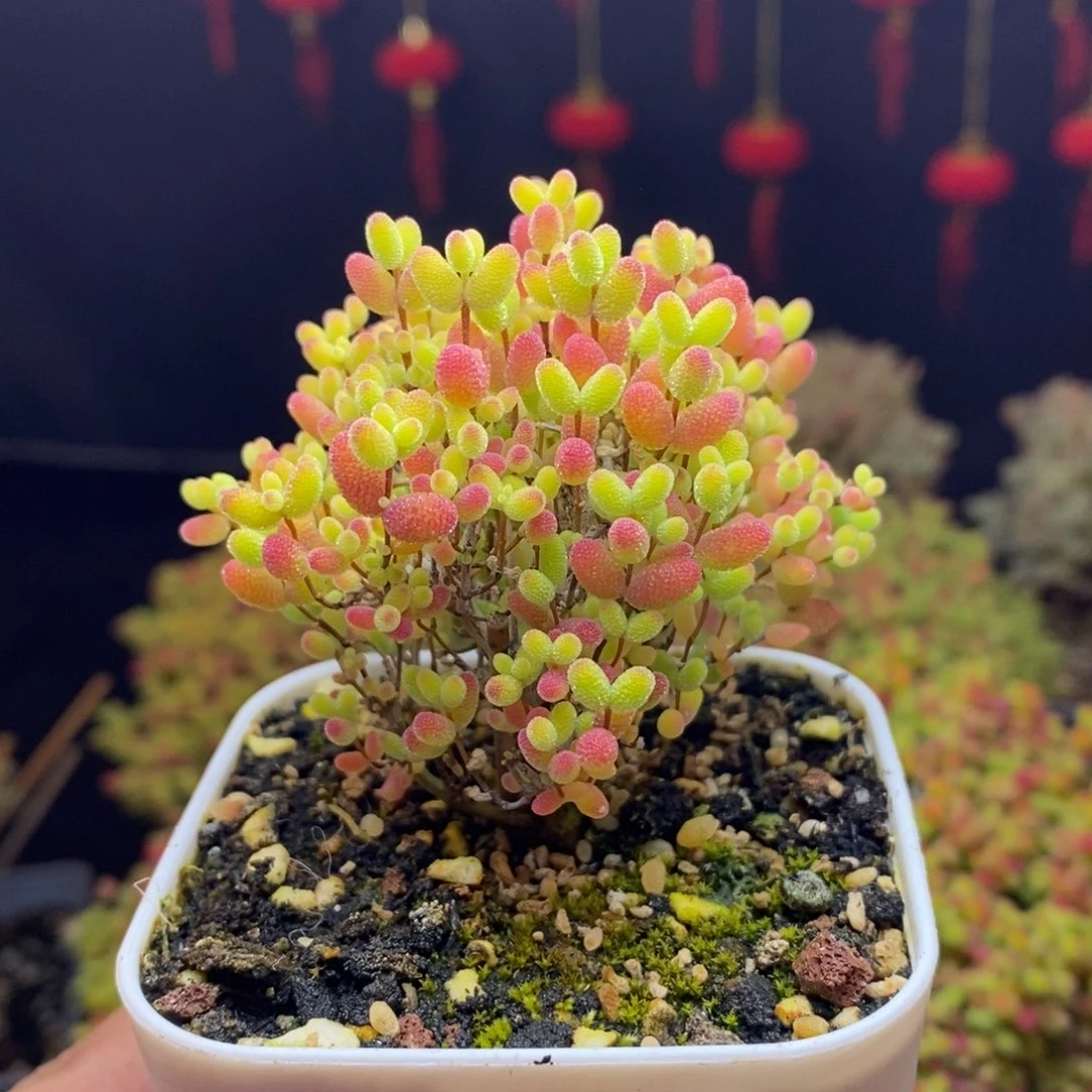 110号蜜橘糖球枝干多肉