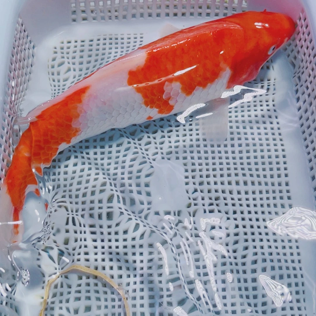 锦鲤188 锦鲤冷水观赏