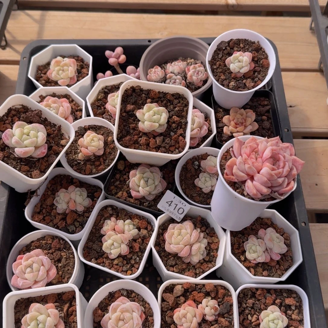 25颗脱土发货一组