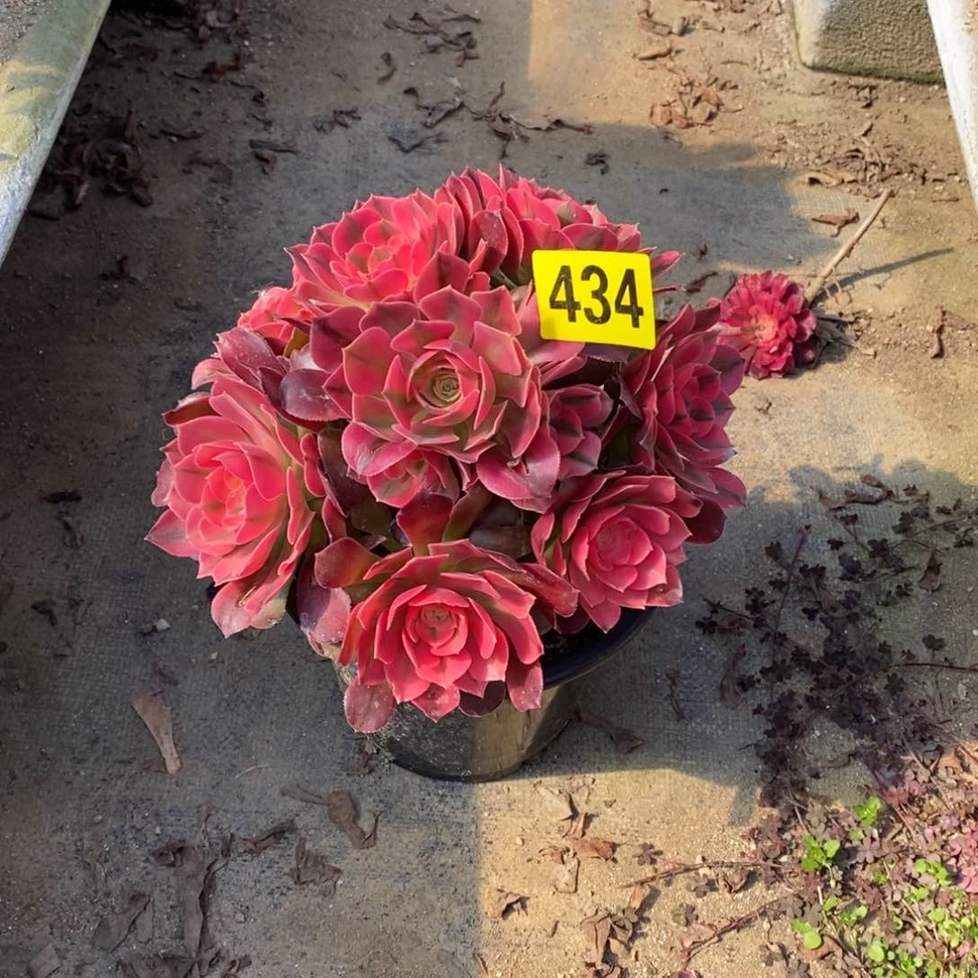 香妃多肉法师434