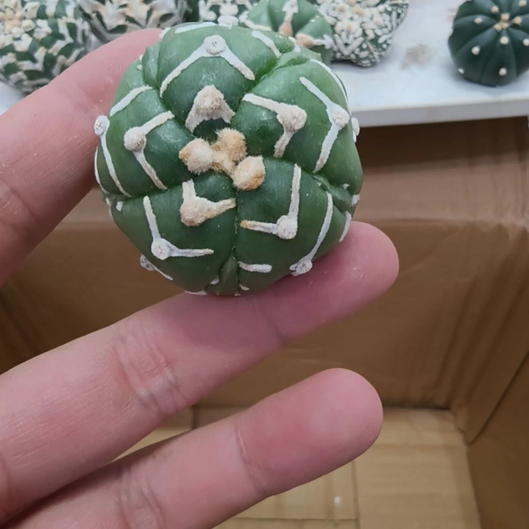 ****幻五棱五复五角星琉璃V兜