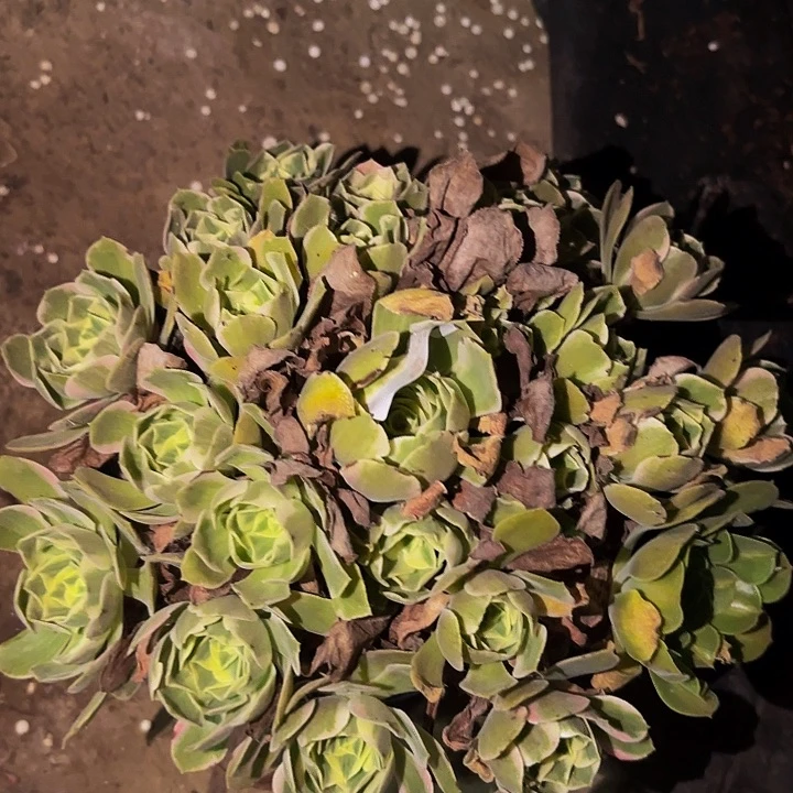 086男神多肉植物不售后