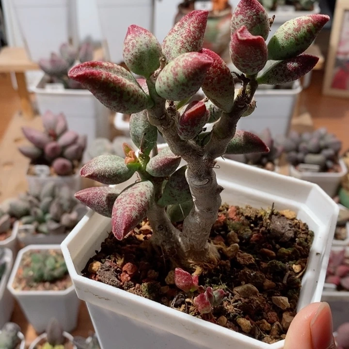 花斑鹿水泡多肉植物
