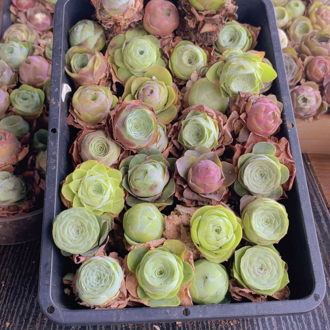 保底三十颗量拍888888