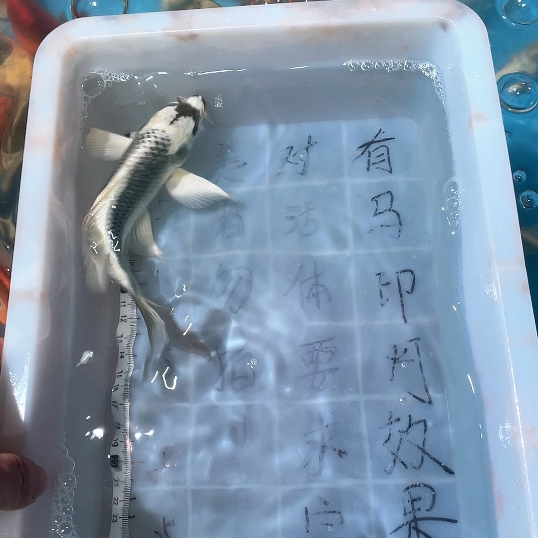 蝴蝶鲤渔场直发60