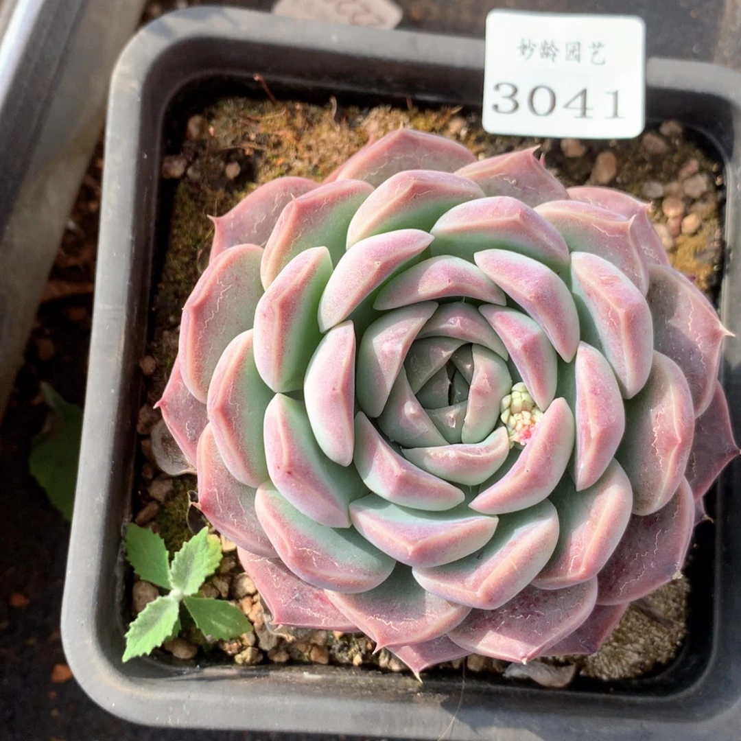 云*༊3041杂交多肉植物