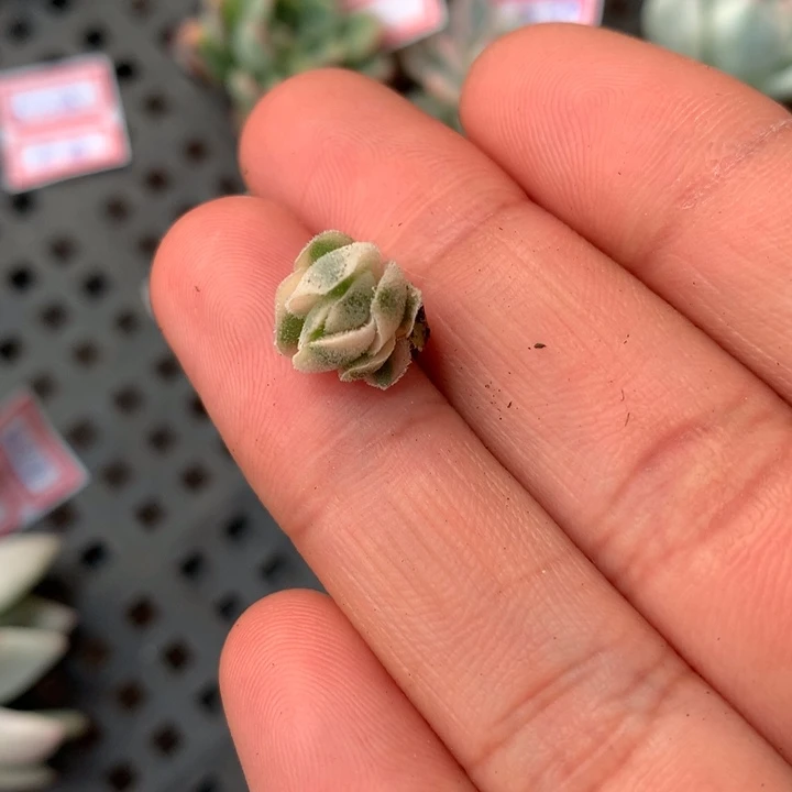 龙公城腹轮锦侧芽