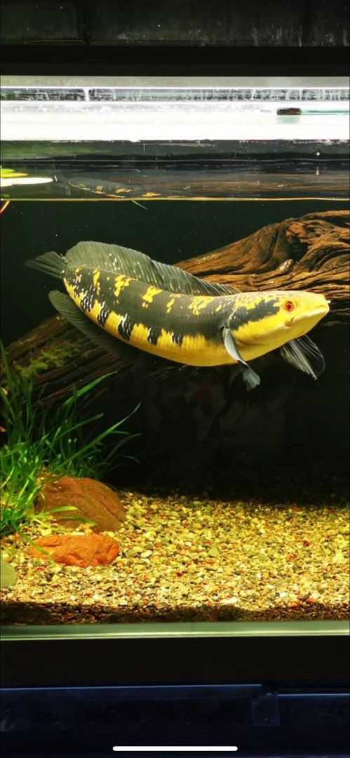 黄婆罗黑魔神黄魔神雷龙鱼大型热带猛鱼观赏鱼