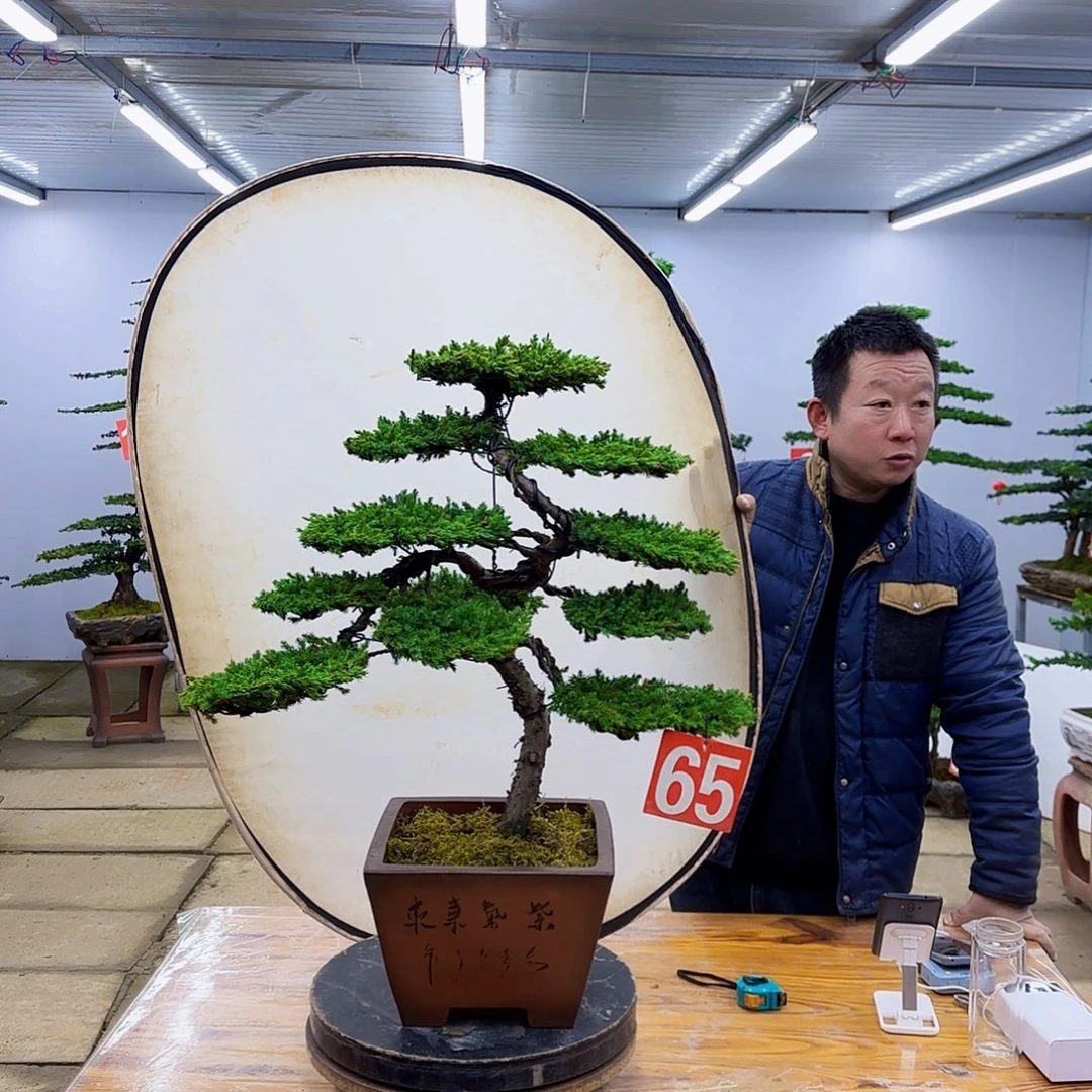 无花朵盆景直播间