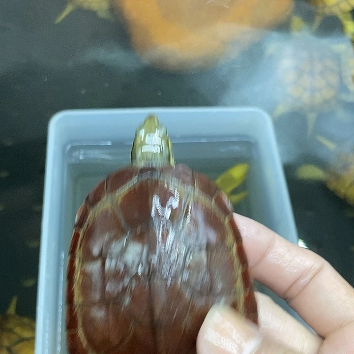 奇***不分公母宠物龟1111114444444