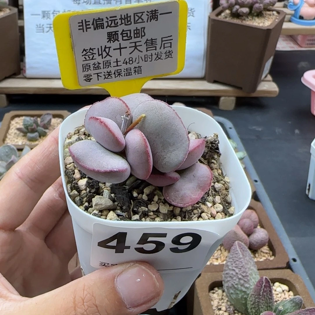 459白肌红蛋多肉