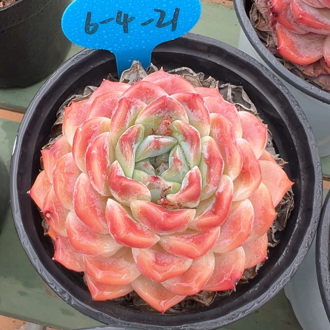 6-4-21精控冰魄单头